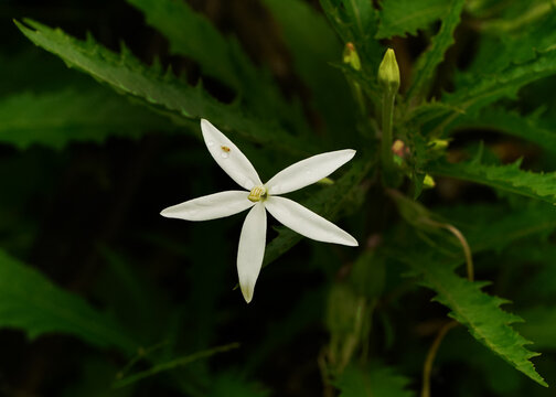 Natal Plum