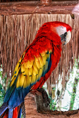 blue and yellow macaw