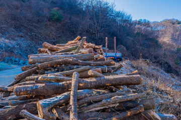 Fototapeta na wymiar Large pile of cut logs.