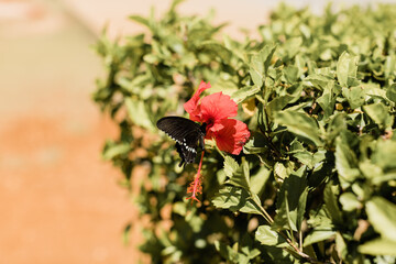 Butterfly on flower