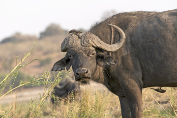 Buffalo old daga bull with only one horn