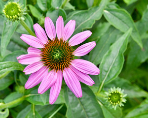 A topview of a single purple coneflower (Echinacea purpurea) on a background of green leaves and flower buds.  Macro.  Copy space