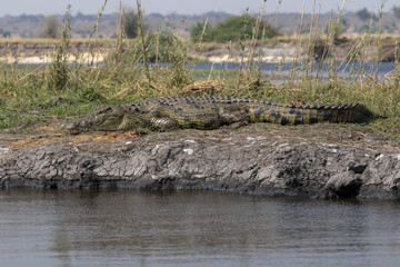 Crocodile laying on the river bank