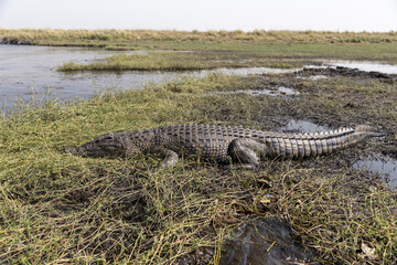 Crocodile laying on the riverbank
