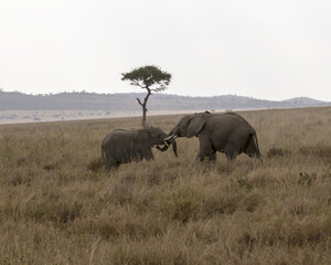 Fototapeta premium Elephants pre-mating in the savannah