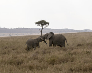 Fototapeta premium Elephants pre-mating in the savannah