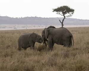 Fototapeta premium Elephants pre-mating in the savannah