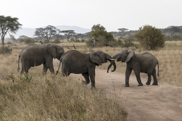 Elephants having a fight with their trunks