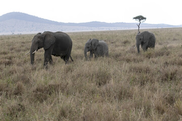 Elephants waling through the savannah with a baby