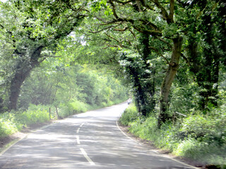 road in sunlight among old trees and greenery with a blurred background