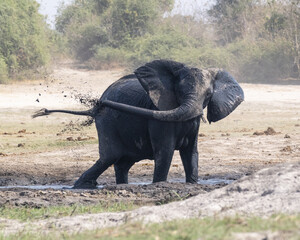 Elephant spraying himself with mud