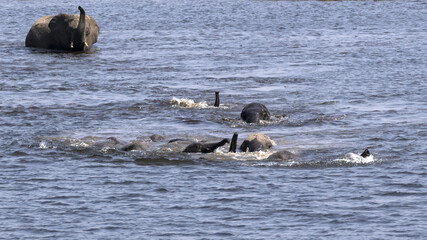 Elephants crossing the river using trunks as snorkels 
