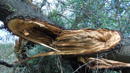 broken tree and branches