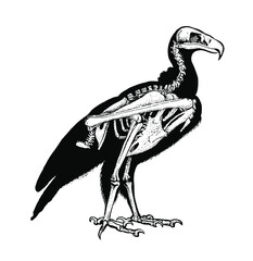 Vulture Skeleton Diagram &ndash; Layered Vector 