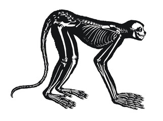 Monkey Skeleton Diagram &ndash; Layered Vector 