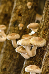 原木しいたけ　しいたけ