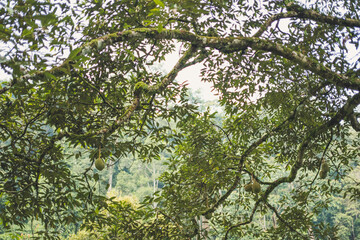 Harvesting Durian in Malaysia