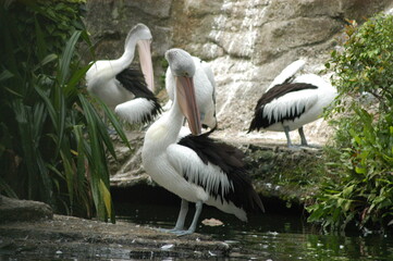 Shy pelicans at Ragunan zoo