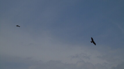 birds in the sky