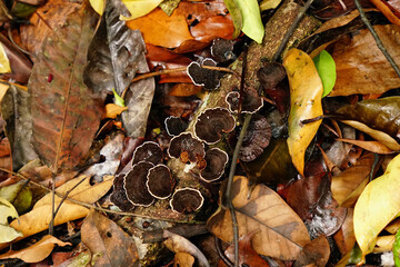Fungi and Leaves