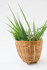 Green grass for pet isolated on the white background