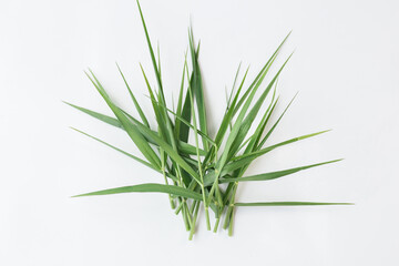 Green grass for pet isolated on the white background