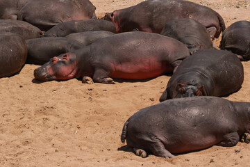 Hippo Hippopotamus family on the river bank 