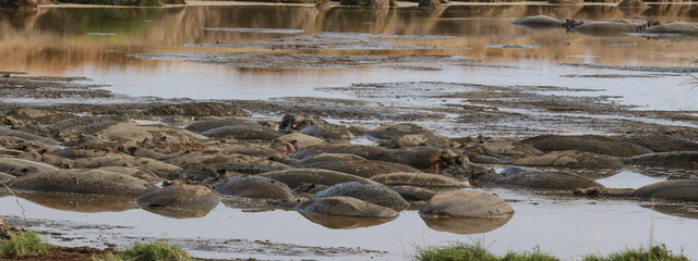Fototapeta na wymiar Hippo Hippopotamus family in the river