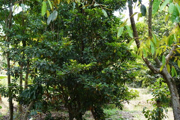 Fototapeta premium green tree in the garden