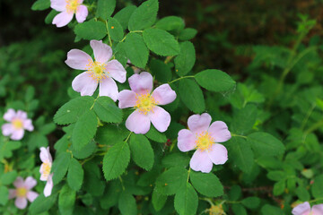 Wild flowers growing in the mountains