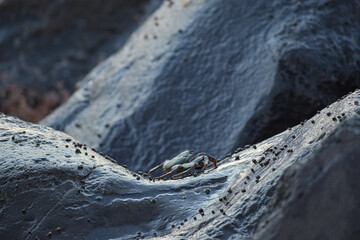 Crab on a rock at the seashore of Santa Cruz de Tenerife, Spain