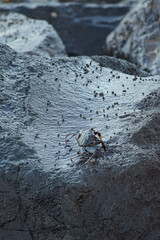 Crab on a rock at the seashore of Santa Cruz de Tenerife, Spain