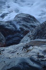 Crab on a rock at the seashore of Santa Cruz de Tenerife, Spain