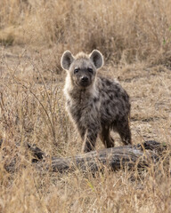 Young spotted Hyena in the long grass