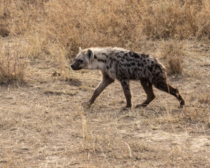 Young spotted Hyena walking in the grass