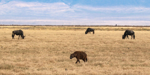 Spotted Hyena walking through the grass with wildebeest feeding behind