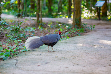 The male fowl is standing, looking at the flock of chickens on the side of the road in the poultry area. In a zoo in Asia.