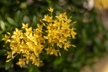 close up of yellow flower