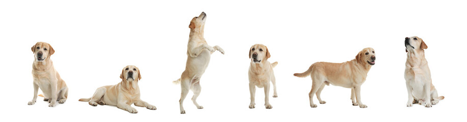 Set of adorable Labrador Retriever dogs on white background. Banner design