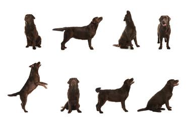 Obraz premium Set of Chocolate Labrador Retriever dogs on white background