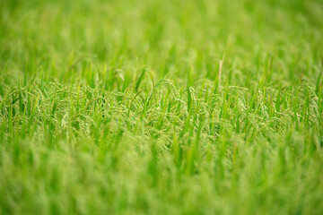 Jasmine rice grains are the best rice in the world.