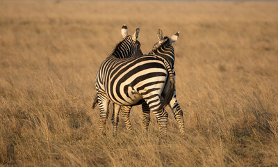 Fototapeta na wymiar Two Zebras (Equus quagga) in the later afternoon sunset in Kenya.