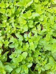 Mint green leaves