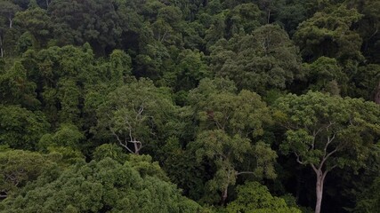 Fototapeta na wymiar Overhead view above beautiful lush green jungle on a hill area at tropical island in a summer day