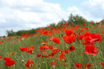 Beautiful red poppy flowers growing in field