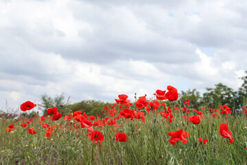 Beautiful red poppy flowers growing in field