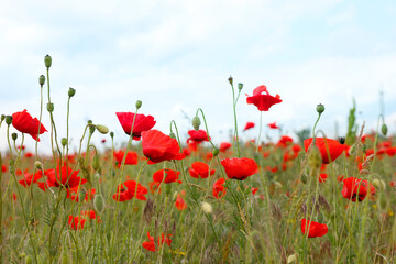 Beautiful red poppy flowers growing in field, closeup