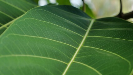 Follow the leaf pattern, nature detail background