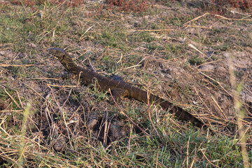 Water monitor in the grass