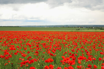 Beautiful red poppy flowers growing in field